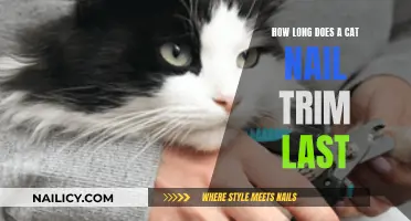 Trimming Cat Nails: How Long Does It Last?