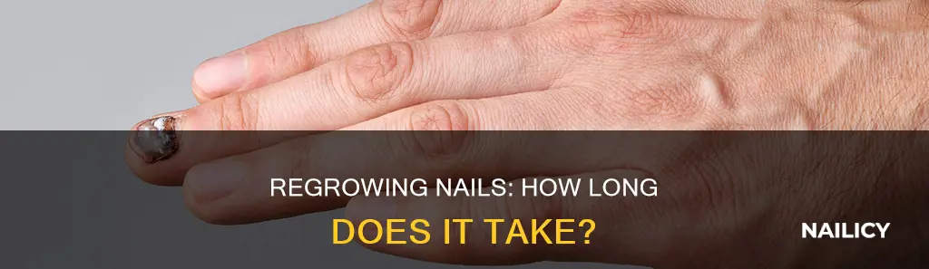 how long does a dead nail take to grow back