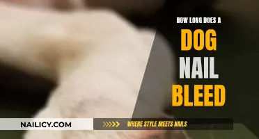 Dog Nail Bleeding: How Long Does It Last?