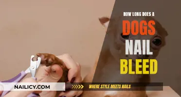 Dog Nail Bleeding: How Long Does It Last?