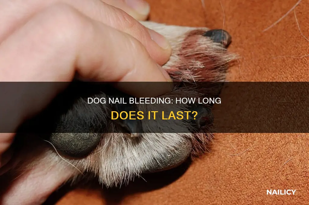how long does a dogs nail bleed
