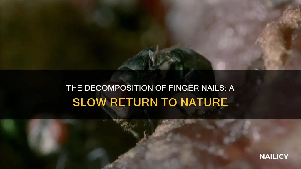 how long does a finger nail take to decompose