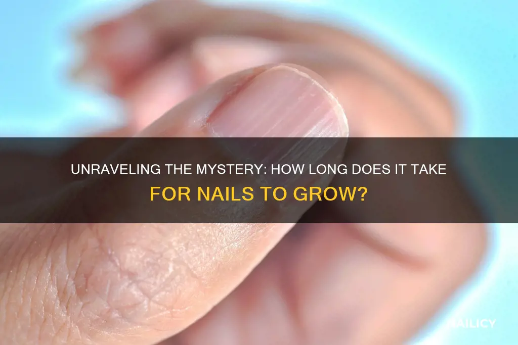 how long does a finger nail take to grow