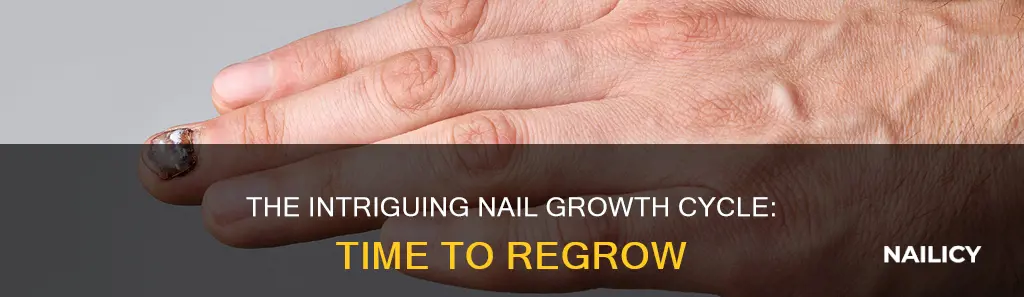 how long does a nail take to regrow