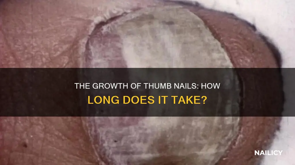 how long does a thumb nail take to grow