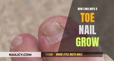 Toe Nail Growth: How Long Does It Take?
