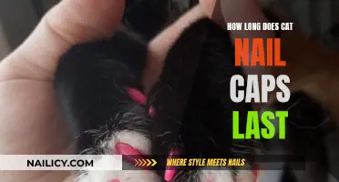 Cat Nail Caps: How Long Do They Last?