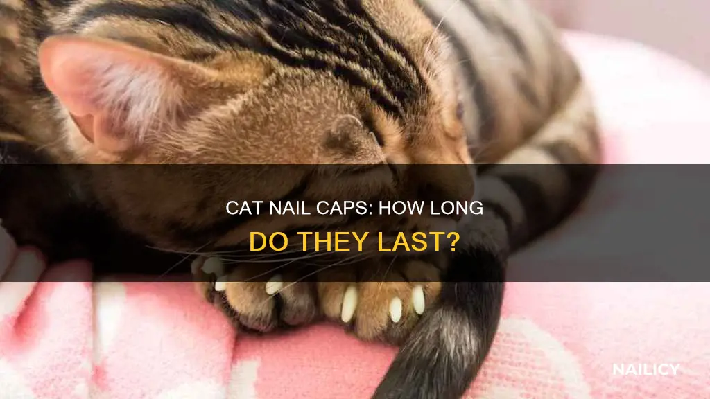 how long does cat nail caps last