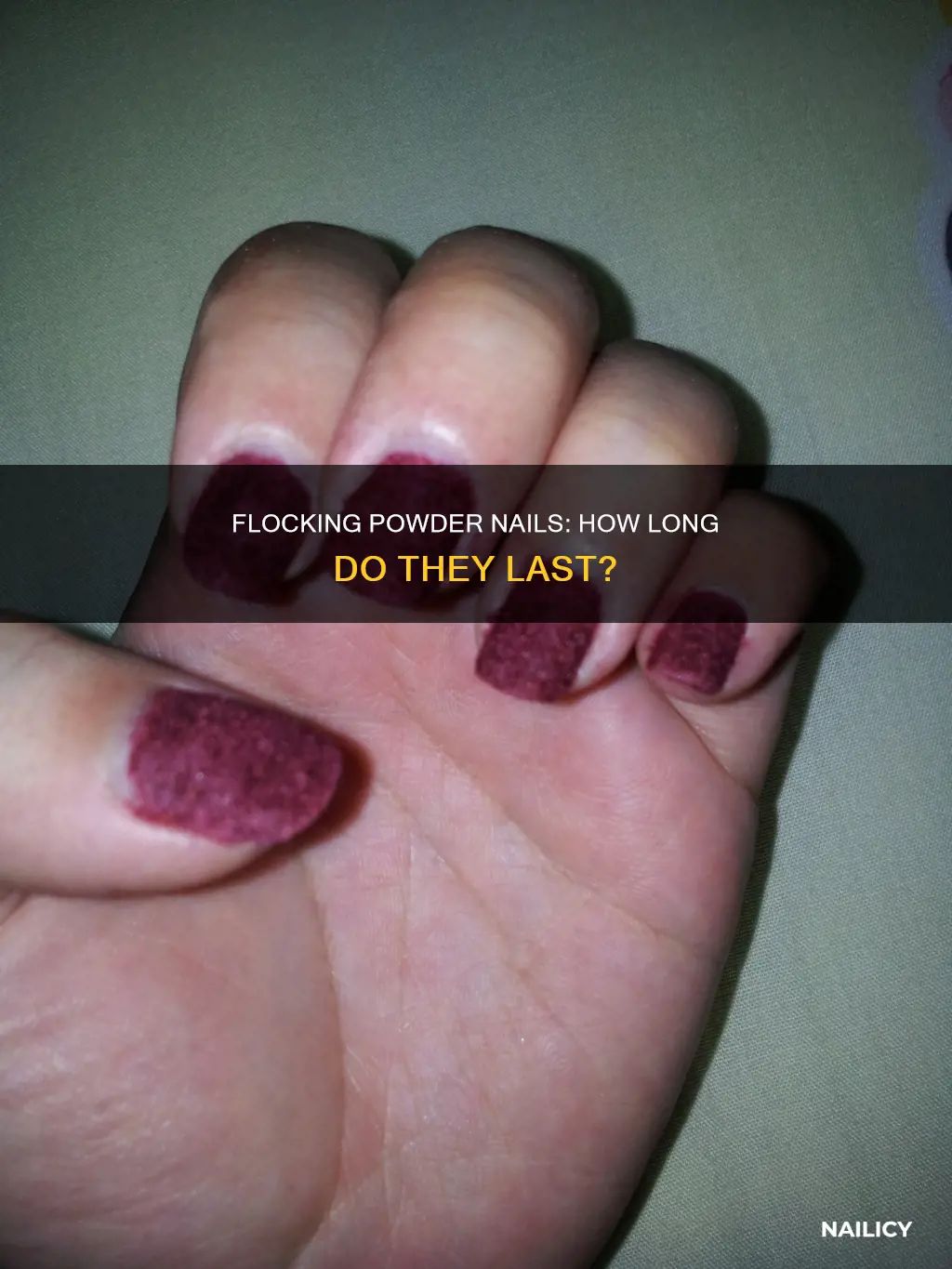 how long does flocking powder nails last