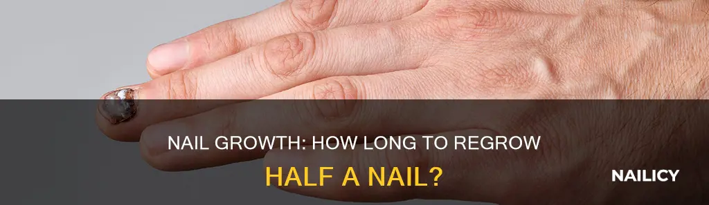 how long does half a nail take to grow back