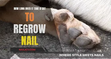 Cat Claw Growth: How Long for New Nails?
