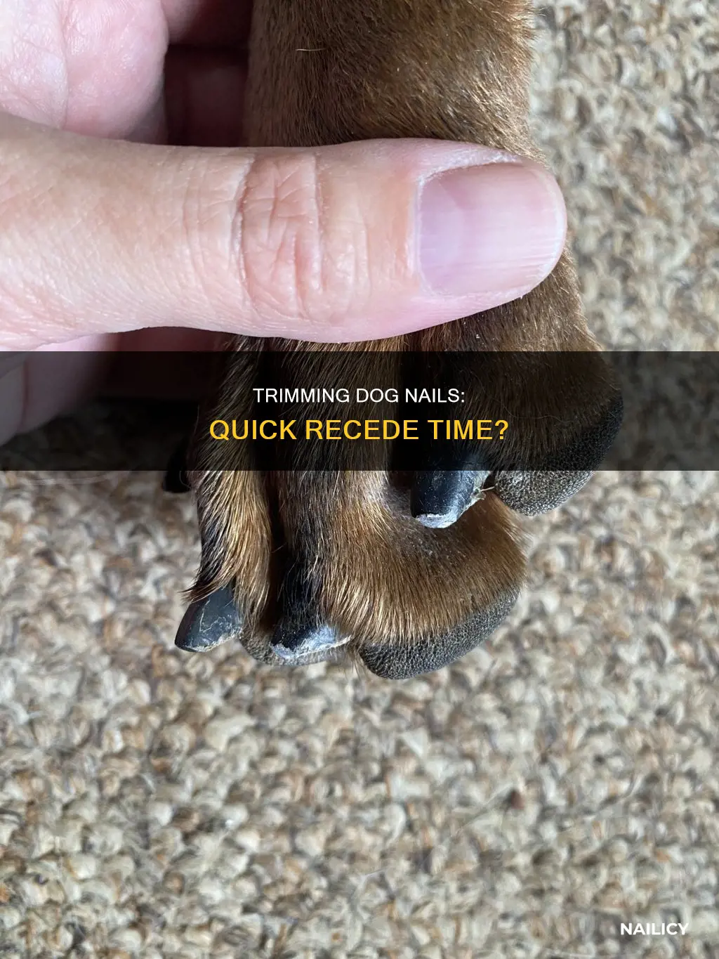 how long does it take dog nail quick to recede
