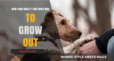 Dog Nail Growth: How Long Before a Trim?