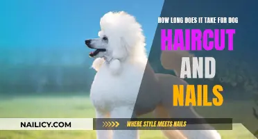 Grooming Time: Haircut and Nails for Dogs