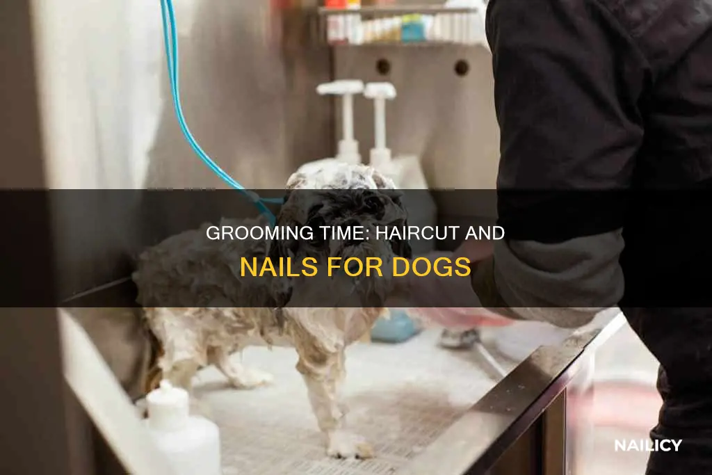 how long does it take for dog haircut and nails