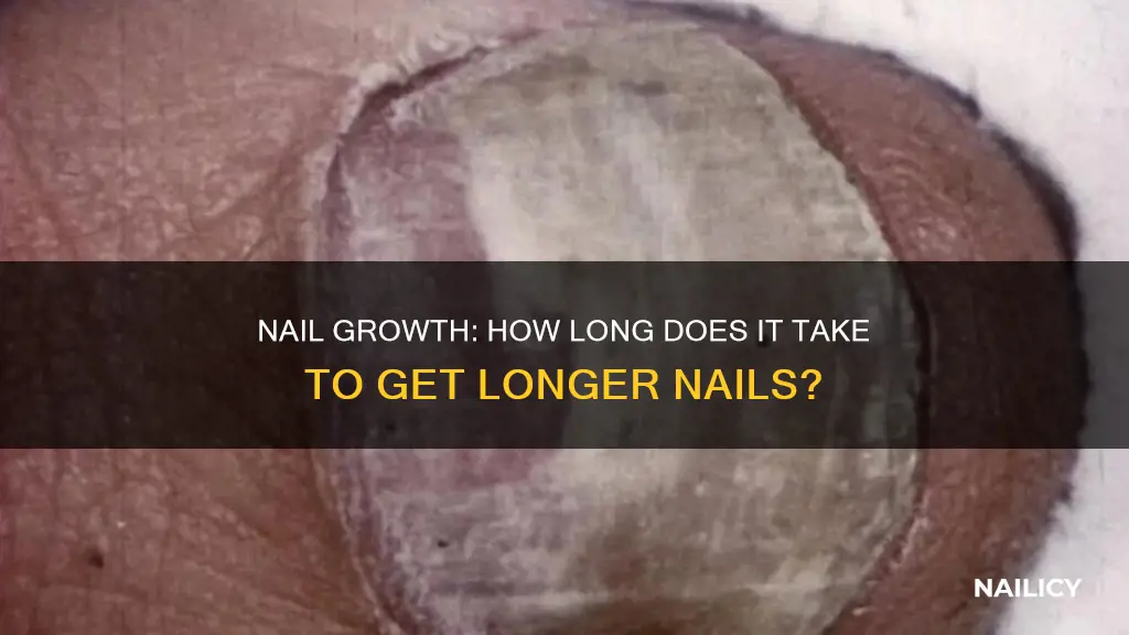how long does it take for nails to grpw