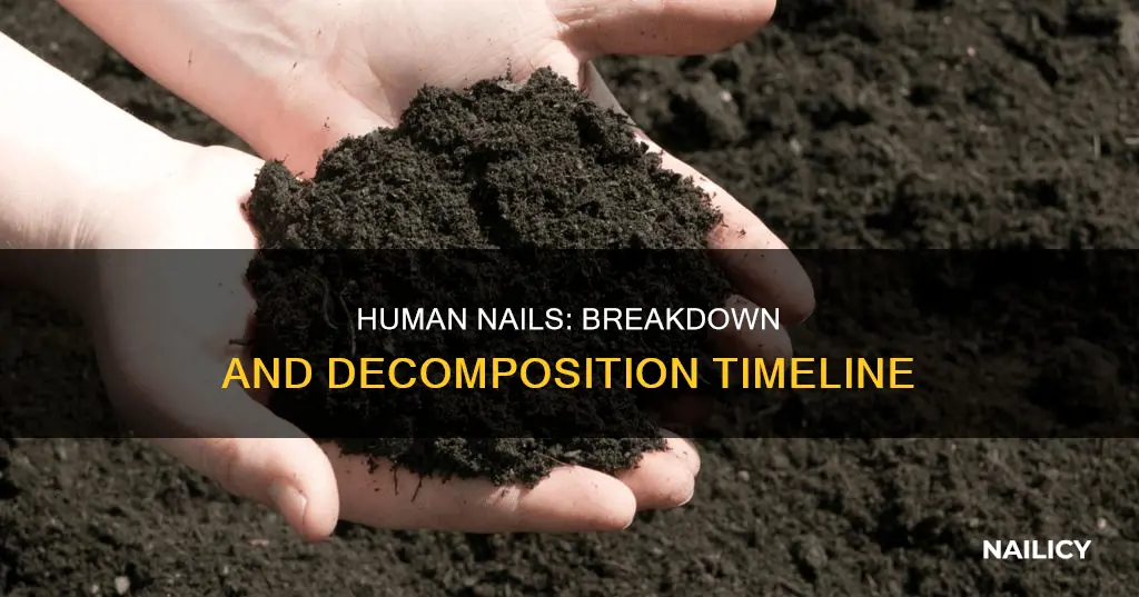 how long does it take human nails to break down