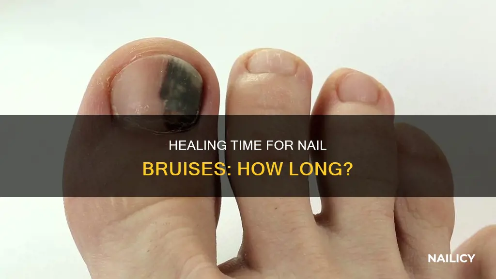how long does it take nail buises to grow out