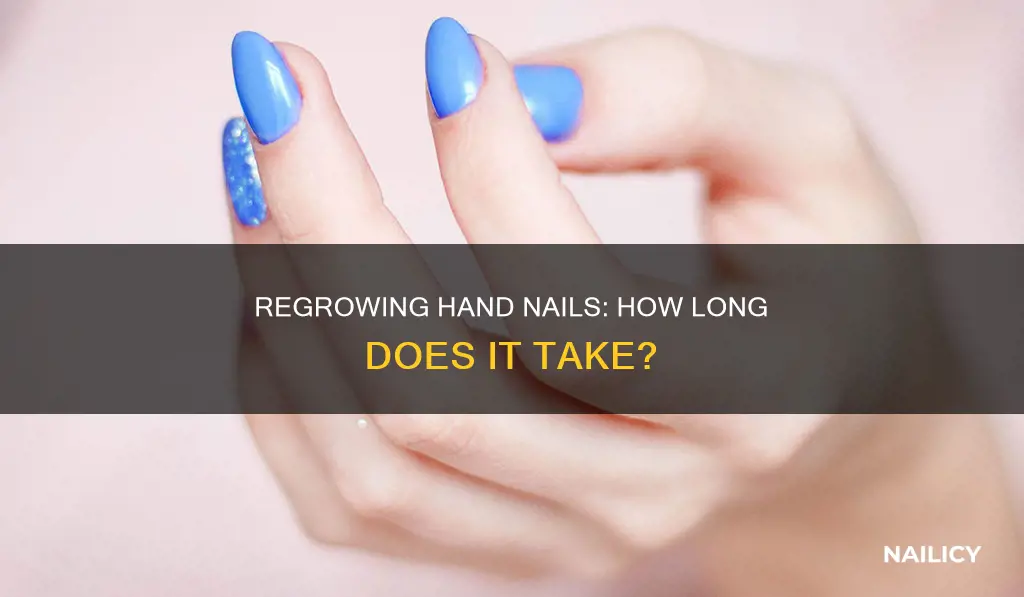 how long does it take to regrow hand nails