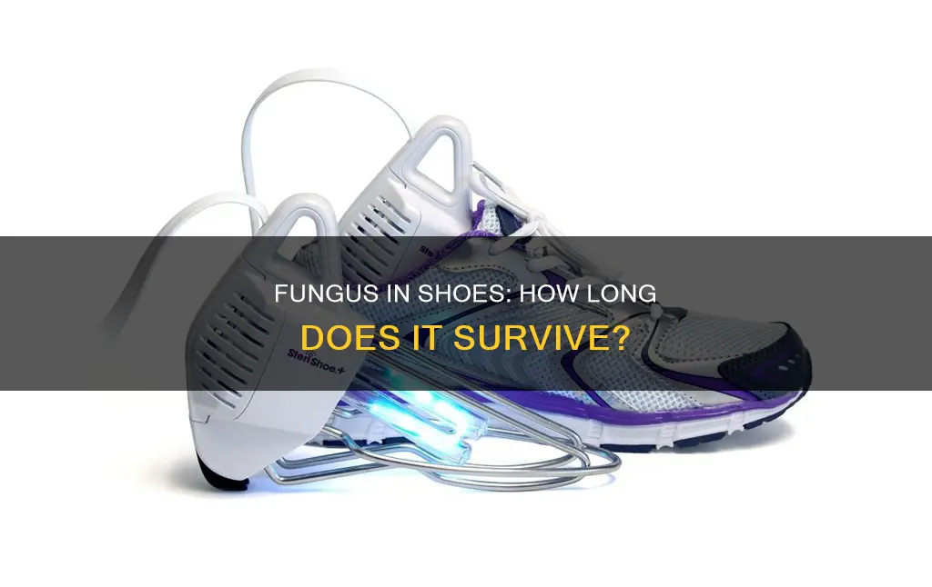 how long does nail fungus live in shoes