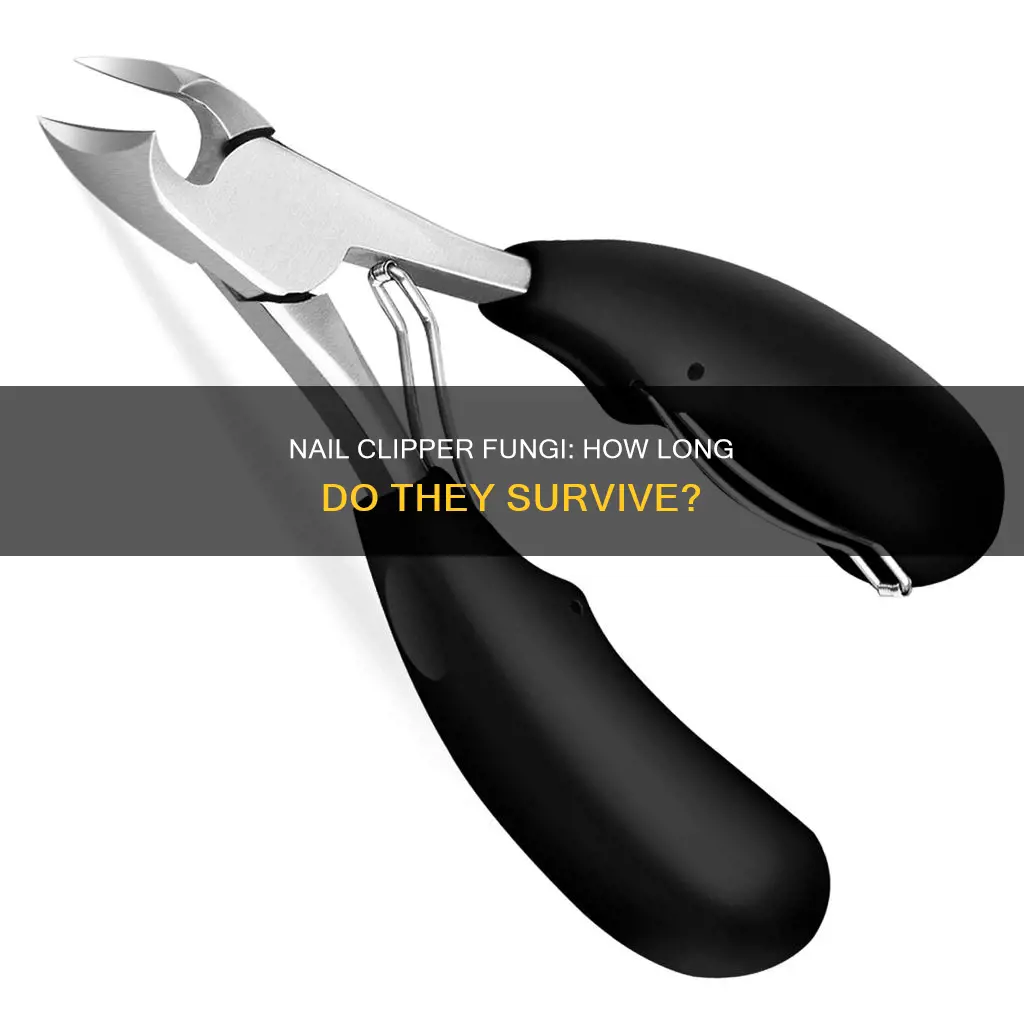 how long does nail fungus live on clippers