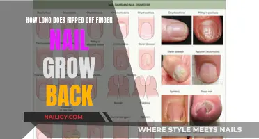 Regrowing a Torn Nail: Timeframe and Tips