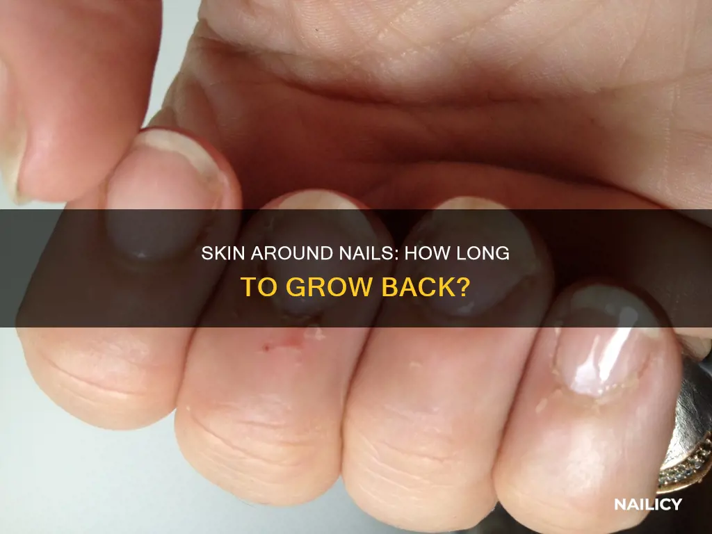 how long does skin around nails take to grow