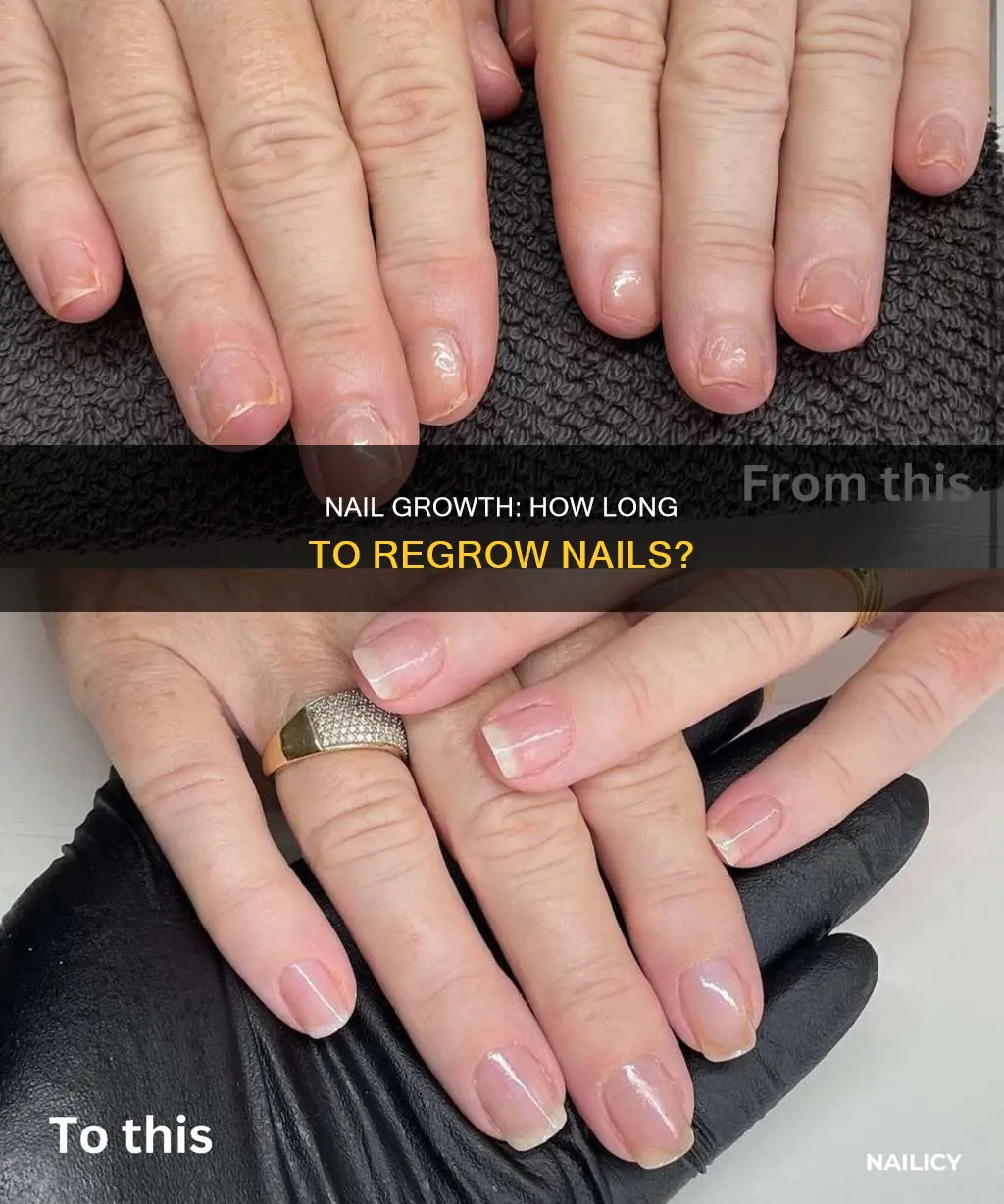 how long doesit take nails too grow back