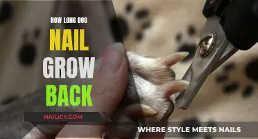 Trimming Dog Nails: How Long Before They Grow Back?