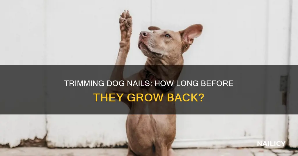 how long dog nail grow back