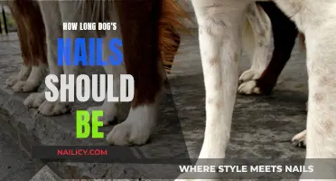 Dog Nail Care: How Short is Too Short?