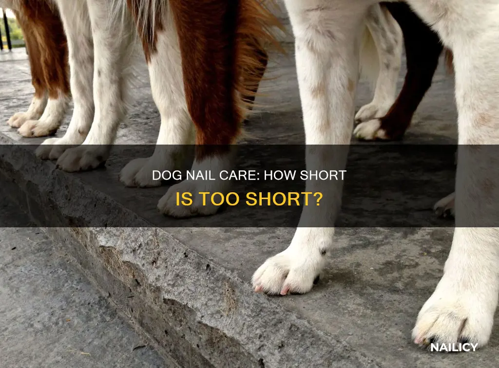 how long dog