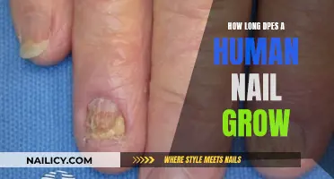 The Growth of Nails: How Long Do They Grow?