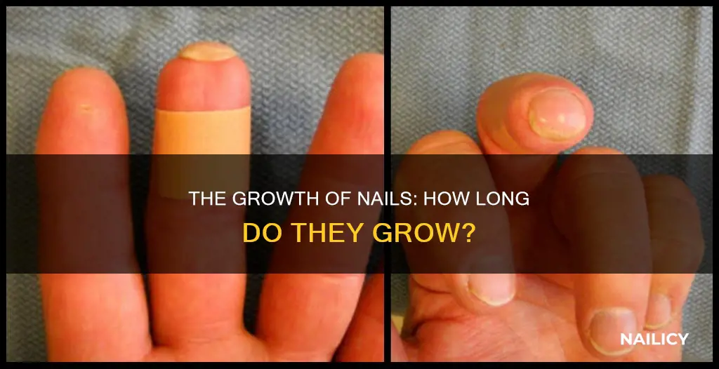 how long dpes a human nail grow