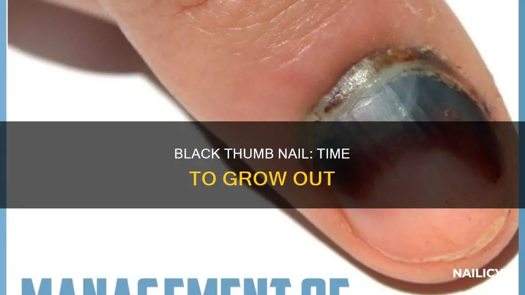 how long for a black thumb nail to grow out