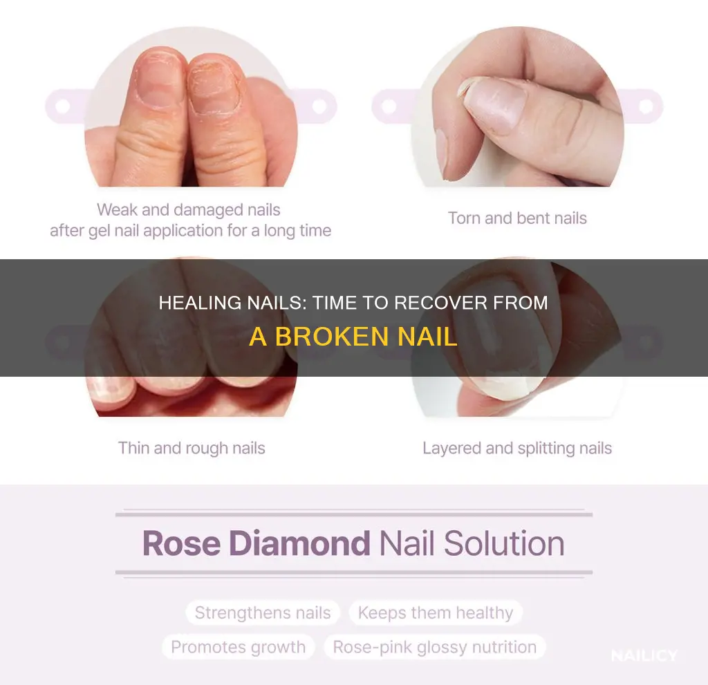 how long for a broken nail to grow