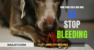 Quick Home Remedies to Stop Dog Nail Bleeding