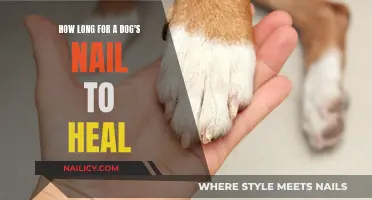 Healing Your Dog's Nails: Time and Care Needed