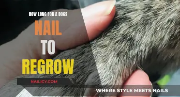 Dog Nail Regrowth: How Long Does it Take?
