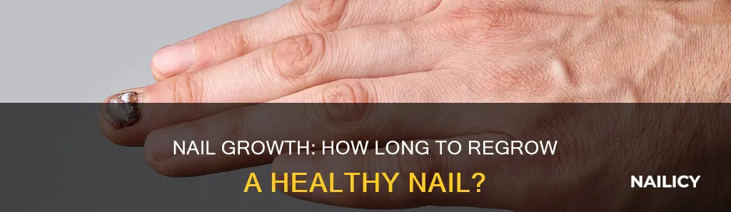 how long for a full nail to grow back