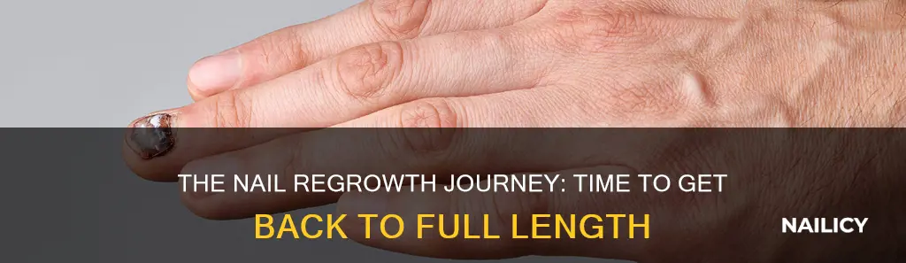 how long for a nail to regrow