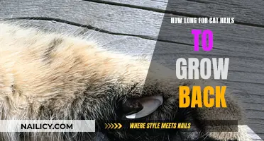 Trimming Cat Nails: How Long for Regrowth?