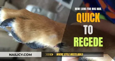 Trimming Dog Nails: Receding Quick, How Long Does It Take?