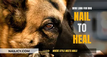 Healing Your Dog's Nails: What's the Average Time?