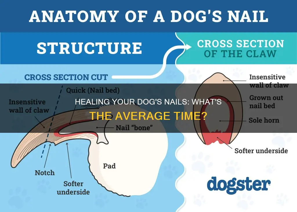 how long for dog nail to heal