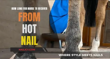 Healing a Hot Nail: Recovery Time for Horses