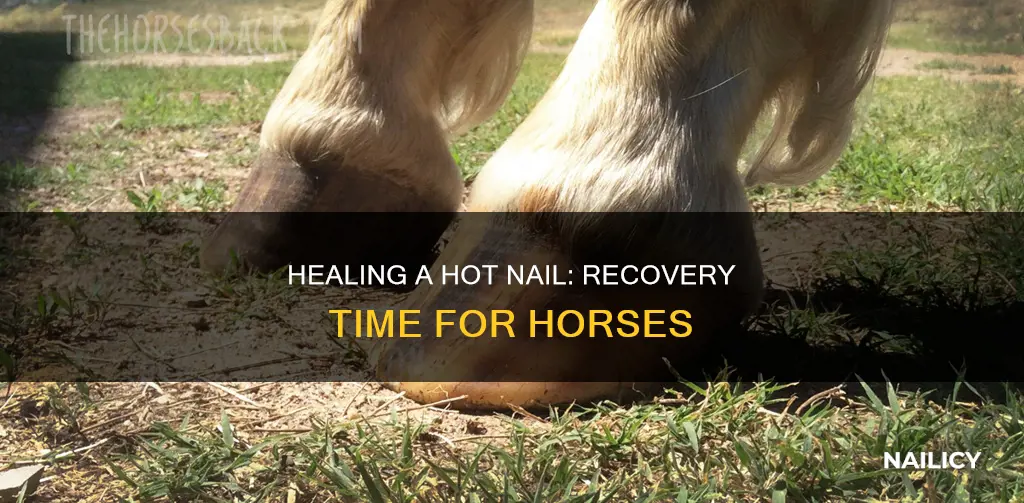 how long for horse to recover from hot nail