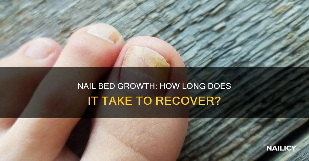 how long for nail bed to grow
