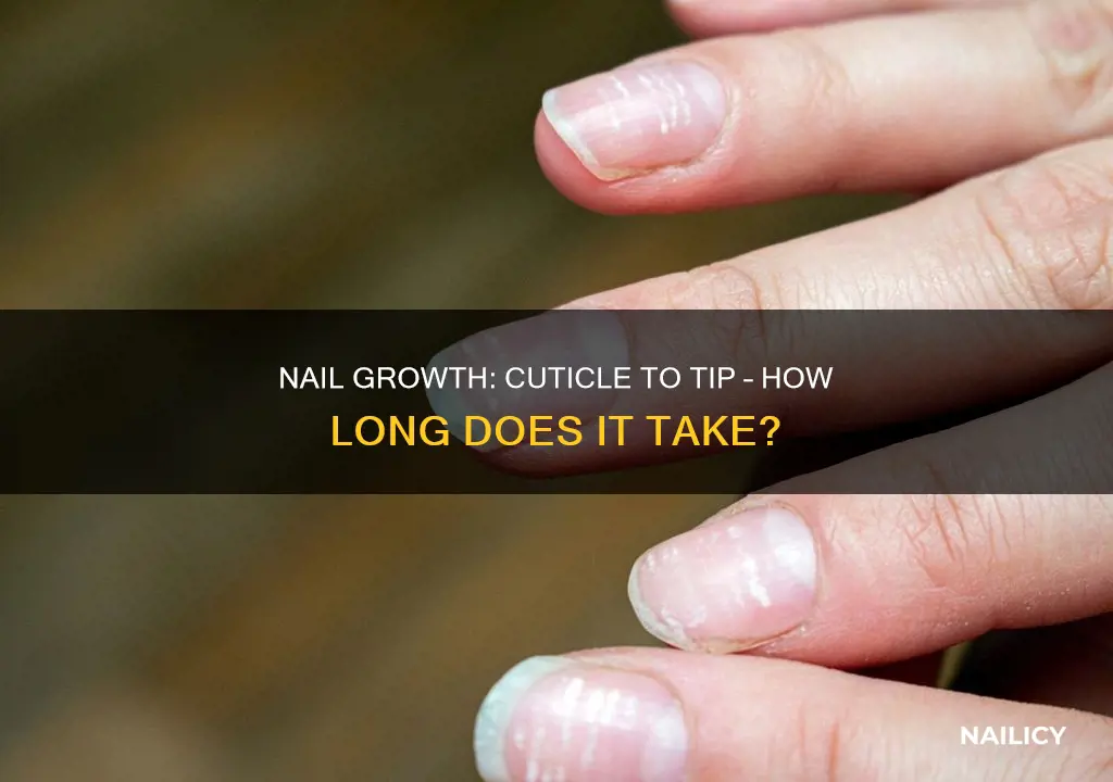 how long for nails to grow to cuticle