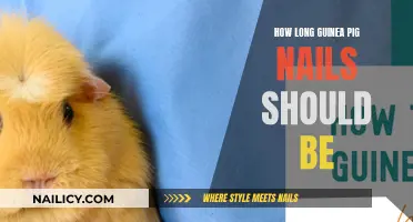 Ideal Nail Length for Guinea Pigs